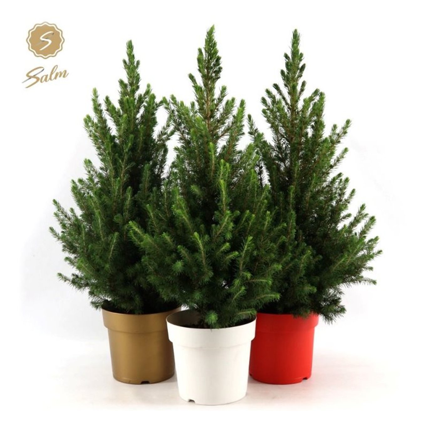 Picea gl. 'December' - C3 50-60 CM Pot colour mix